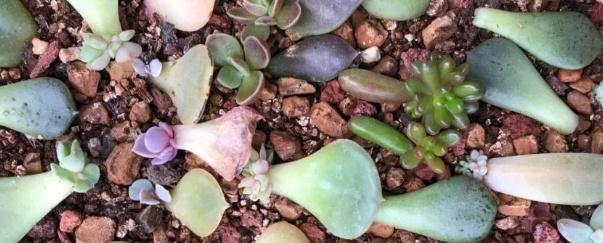 <strong>多肉葉片扦插方法步驟（多肉植物葉片繁殖方法）</strong>