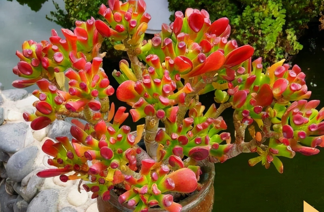 大型綠植哪個(gè)好養(yǎng)_養(yǎng)大型綠植好不好_好養(yǎng)的大型綠植