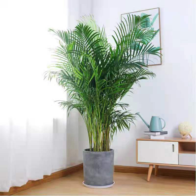 好養(yǎng)的大型綠植_養(yǎng)大型綠植好不好_大型綠植哪個(gè)好養(yǎng)