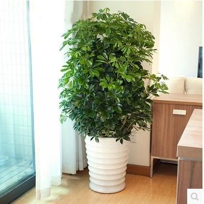 好養(yǎng)的大型綠植_養(yǎng)大型綠植好不好_大型綠植哪個(gè)好養(yǎng)