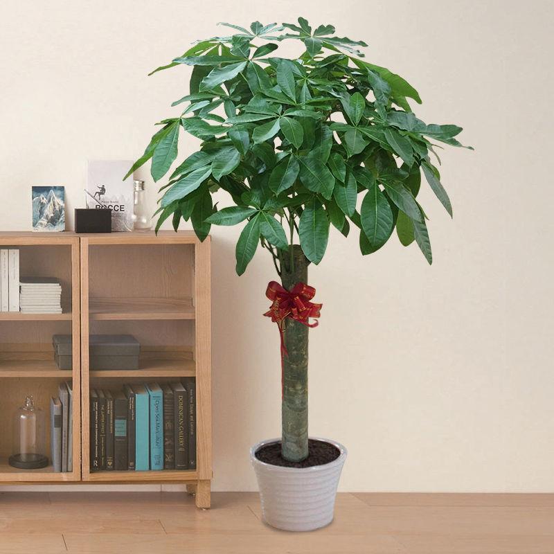 大型綠植哪個(gè)好養(yǎng)_好養(yǎng)的大型綠植_養(yǎng)大型綠植好不好