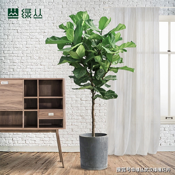 辦公室養(yǎng)適合花草的植物_辦公室養(yǎng)啥花_辦公室適合養(yǎng)的花