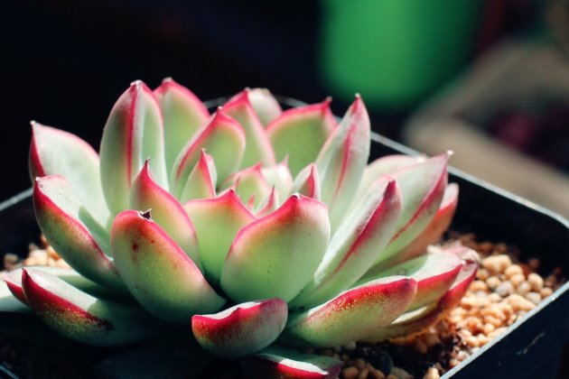 <strong>花月夜怎么養(yǎng)？多肉植物花月夜的養(yǎng)殖方法和注意事項(xiàng)</strong>