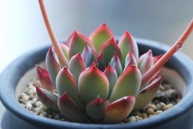 多肉植物養(yǎng)護注意事項_多肉養(yǎng)護注意事項_事項多肉養(yǎng)護注意什么