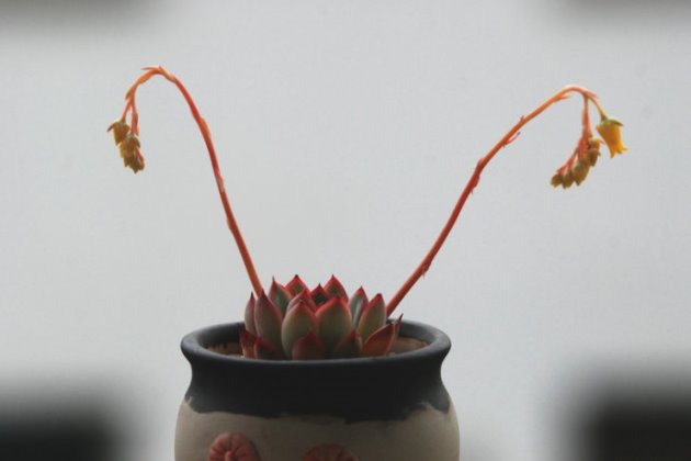 事項多肉養(yǎng)護注意什么_多肉植物養(yǎng)護注意事項_多肉養(yǎng)護注意事項