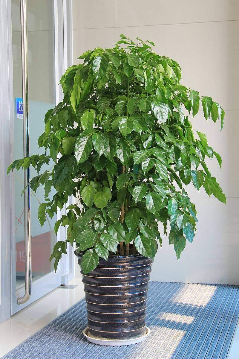 耐寒耐陰的大型綠植_耐陰耐寒室外綠化植物_耐寒耐陰的大型綠植有哪些