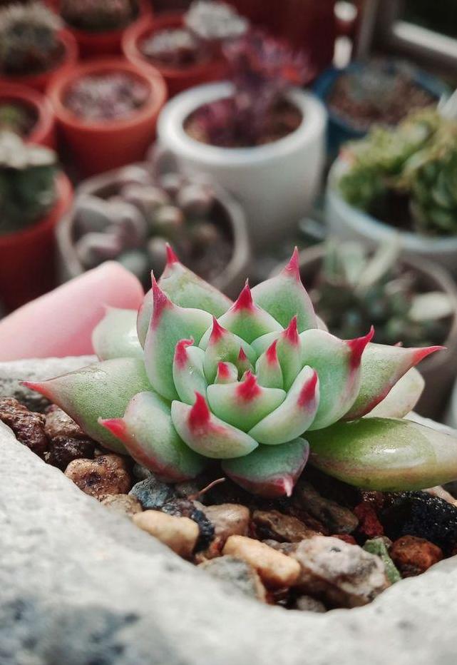 多肉葉插何時(shí)移栽最合適？記好這個(gè)操作，成活率超過(guò)90%