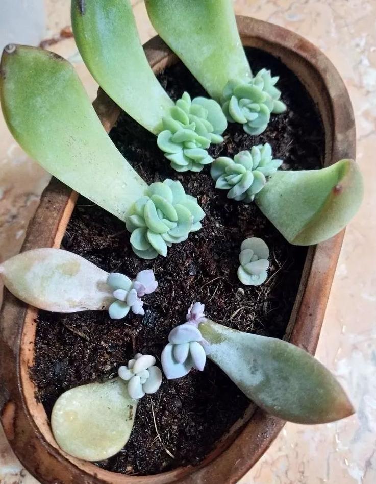 多肉換盆移栽能澆水嗎_多肉植物換盆_多肉怎么換盆移栽