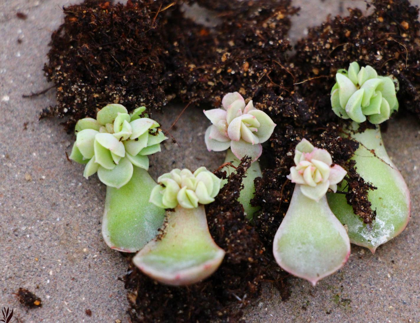 多肉怎么換盆移栽_多肉換盆移栽能澆水嗎_多肉植物換盆