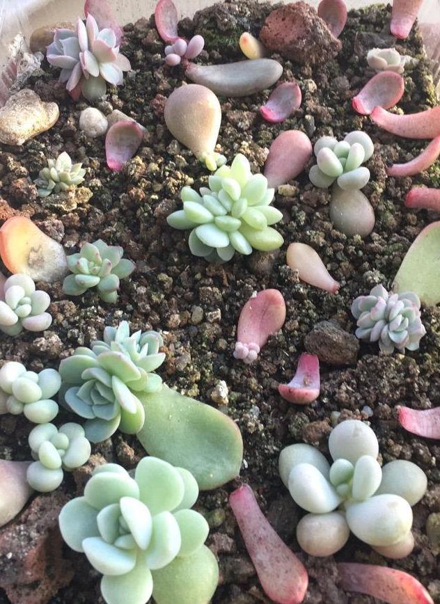 多肉植物換盆_多肉換盆移栽能澆水嗎_多肉怎么換盆移栽