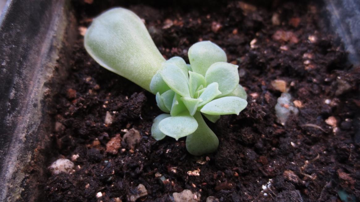 多肉換盆移栽能澆水嗎_多肉怎么換盆移栽_多肉植物換盆