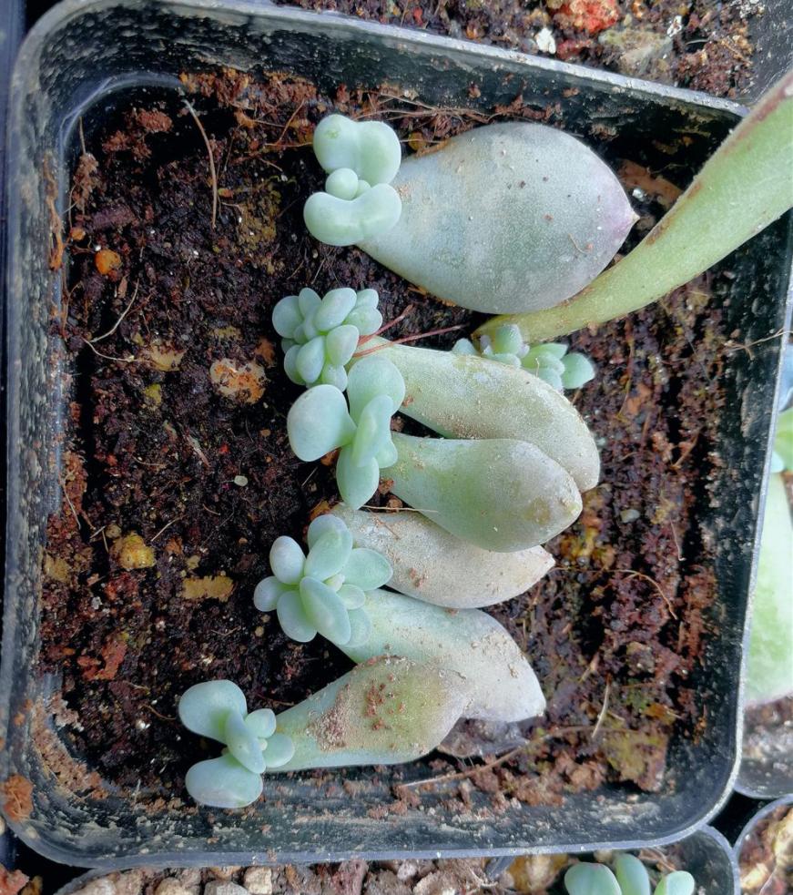 多肉換盆移栽能澆水嗎_多肉怎么換盆移栽_多肉植物換盆