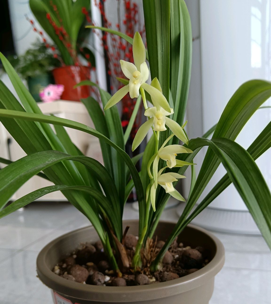 適合客廳養(yǎng)的植物_客廳養(yǎng)植物適合什么花_客廳適合養(yǎng)的植物