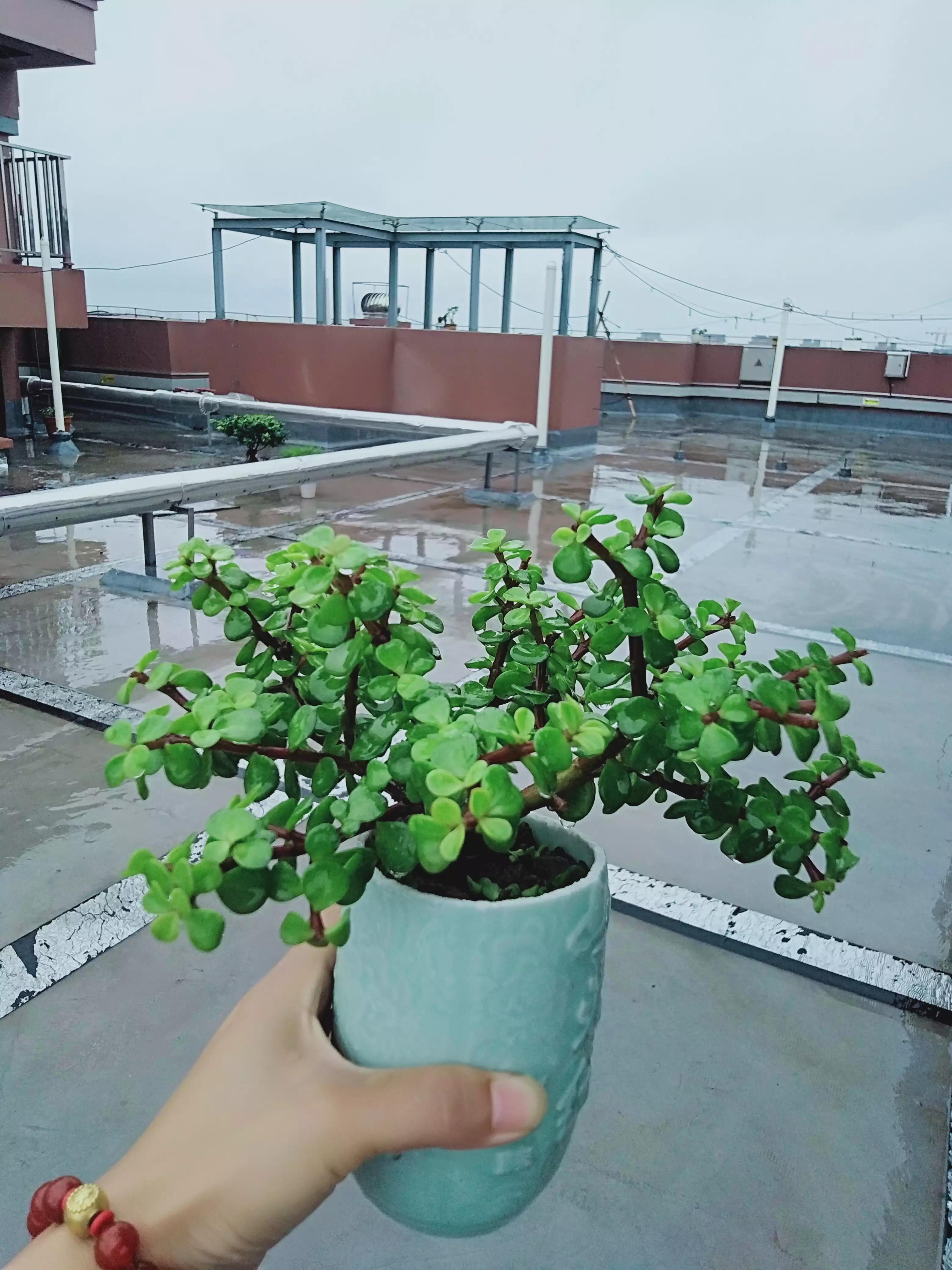 客廳養(yǎng)植物適合什么花_客廳適合養(yǎng)的植物_適合客廳養(yǎng)的植物