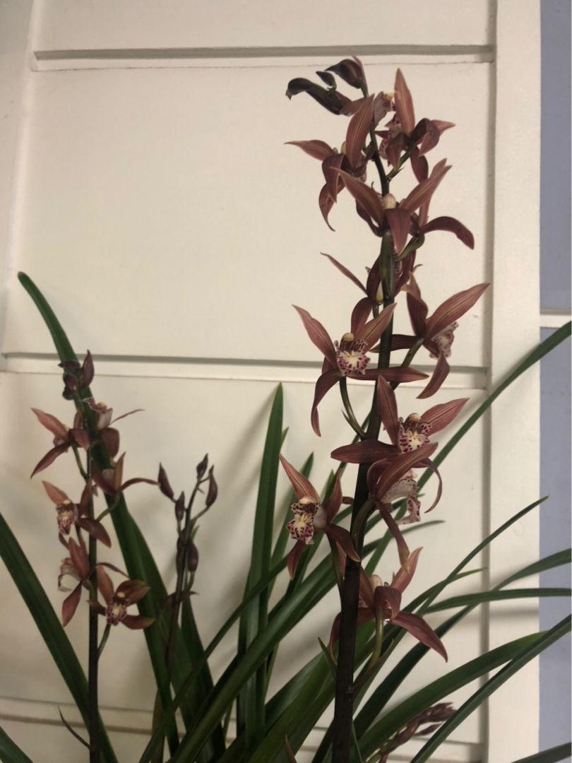 客廳養(yǎng)植物適合什么花_適合客廳養(yǎng)的植物_客廳適合養(yǎng)的植物