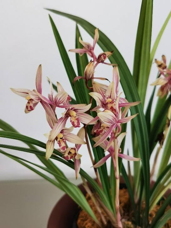 客廳養(yǎng)植物適合什么花_客廳適合養(yǎng)的植物_適合客廳養(yǎng)的植物