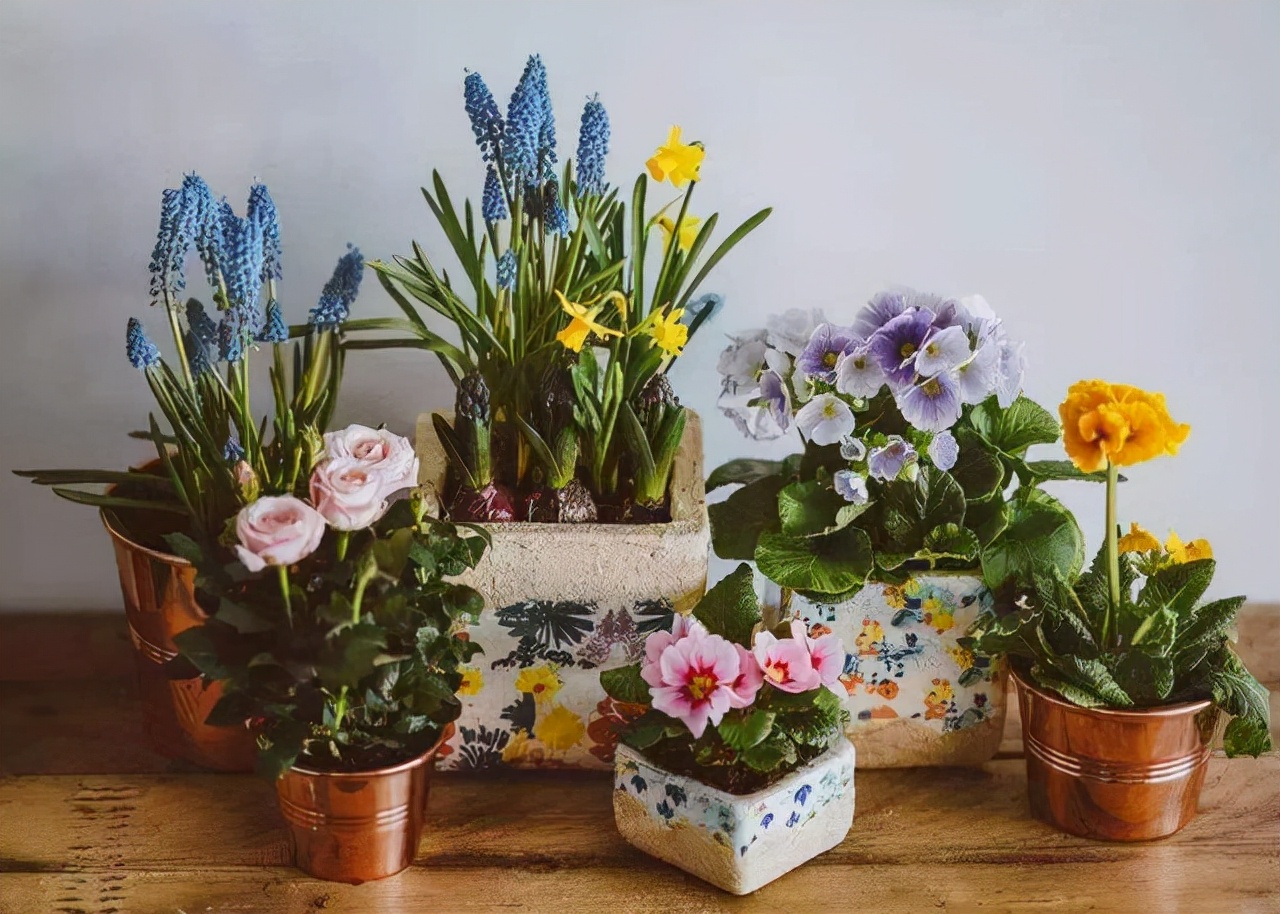 20種“吉利”大盆栽，客廳放一盆，廢氣吸光光，養(yǎng)人又旺家