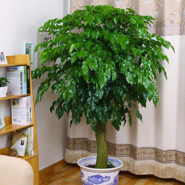 適合室內(nèi)盆栽花卉盆景_室內(nèi)適宜盆栽花卉_花卉適宜盆栽室內(nèi)還是室外