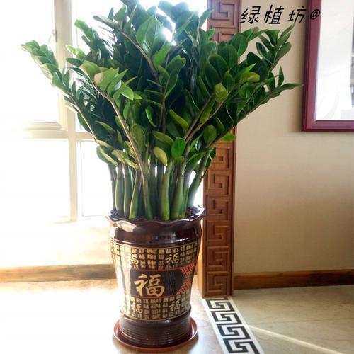 適合室內(nèi)盆栽花卉盆景_花卉適宜盆栽室內(nèi)還是室外_室內(nèi)適宜盆栽花卉