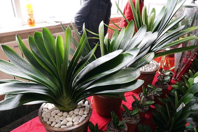 室內(nèi)適宜盆栽花卉_適合室內(nèi)盆栽花卉盆景_花卉適宜盆栽室內(nèi)還是室外