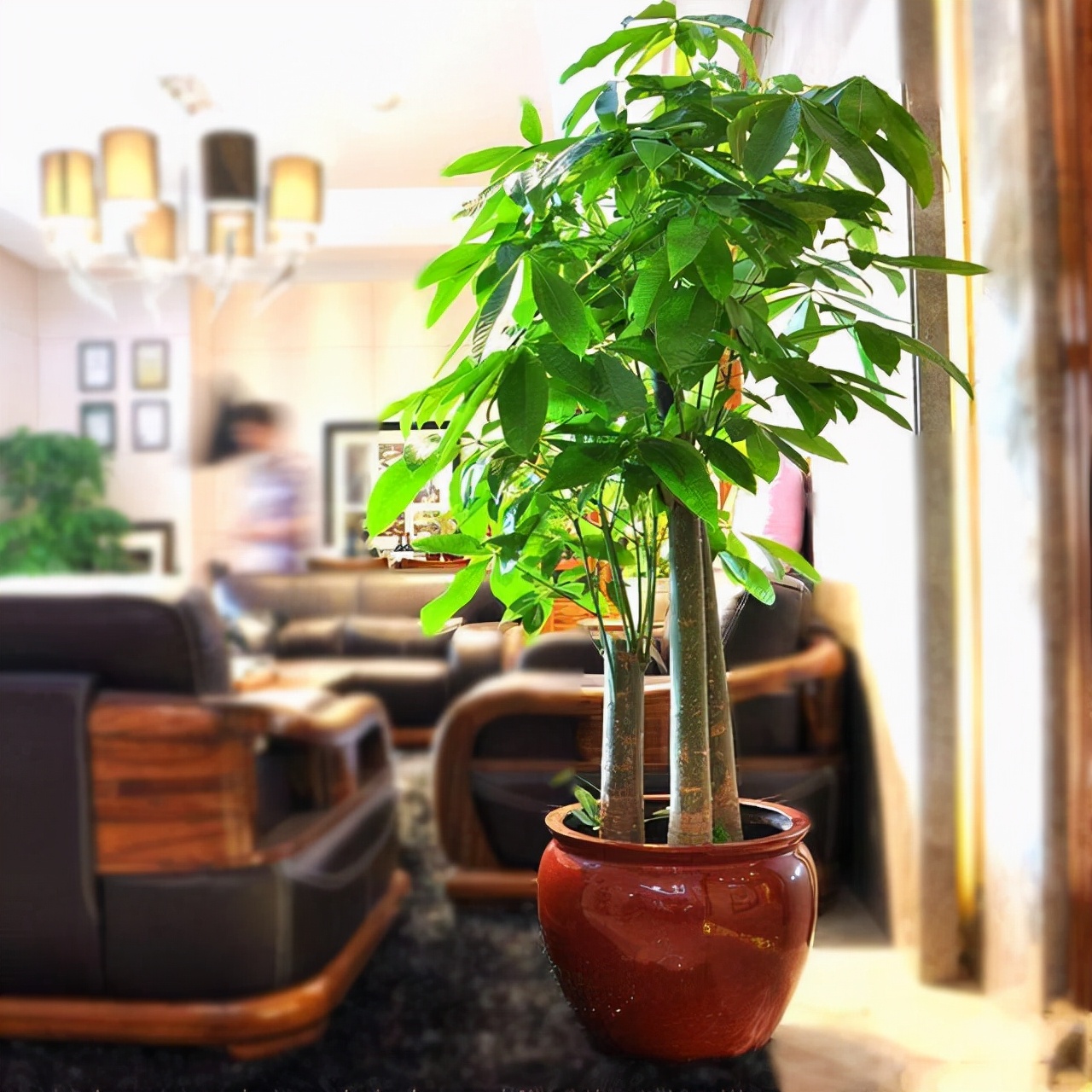 花卉適宜盆栽室內(nèi)還是室外_適合室內(nèi)盆栽花卉盆景_室內(nèi)適宜盆栽花卉