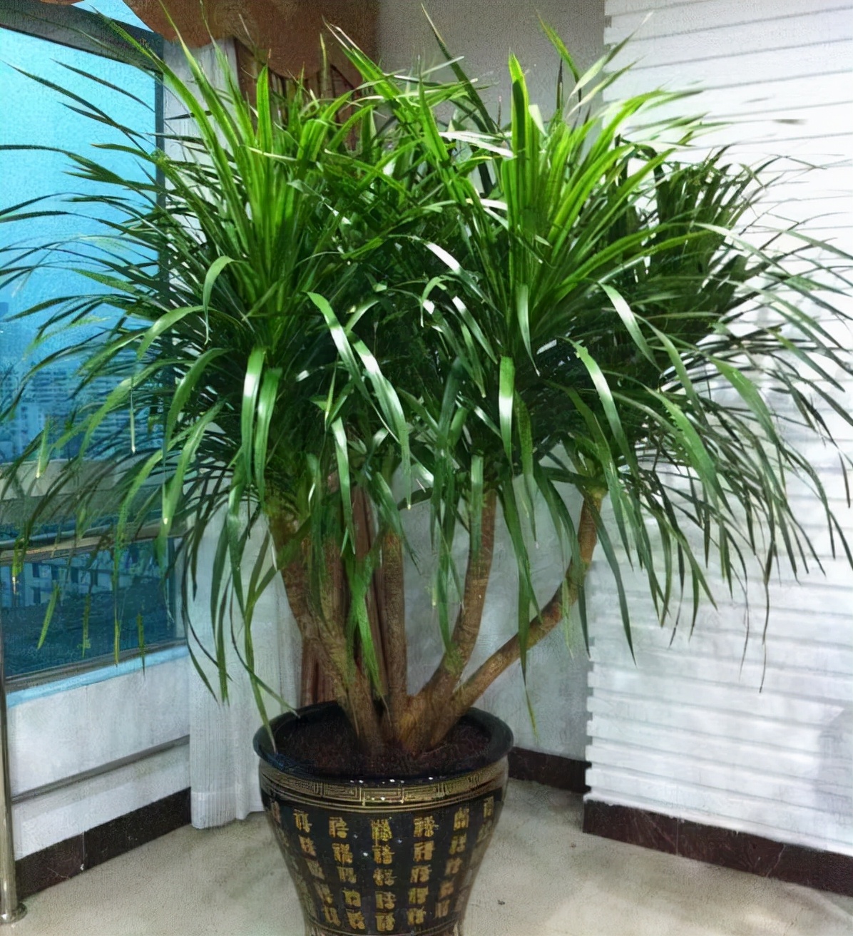 花卉適宜盆栽室內(nèi)還是室外_適合室內(nèi)盆栽花卉盆景_室內(nèi)適宜盆栽花卉