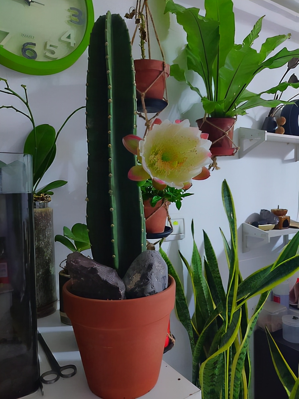 花卉適宜盆栽室內(nèi)還是室外_室內(nèi)適宜盆栽花卉_適合室內(nèi)盆栽花卉盆景