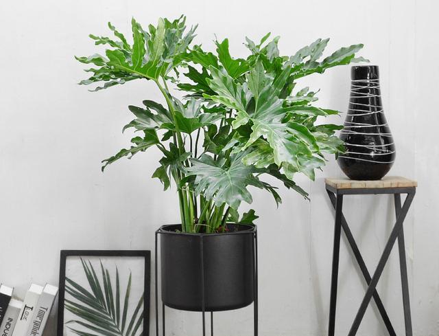 室內(nèi)適宜盆栽花卉_適合室內(nèi)盆栽花卉盆景_花卉適宜盆栽室內(nèi)還是室外