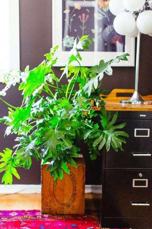 室內(nèi)適宜盆栽花卉_花卉適宜盆栽室內(nèi)還是室外_適合室內(nèi)盆栽花卉盆景