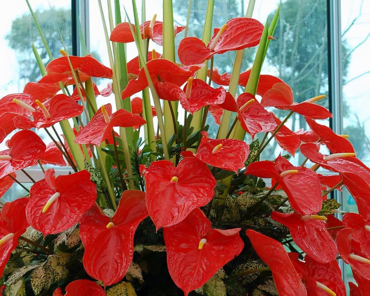 花卉適宜盆栽室內(nèi)還是室外_適合室內(nèi)盆栽花卉盆景_室內(nèi)適宜盆栽花卉