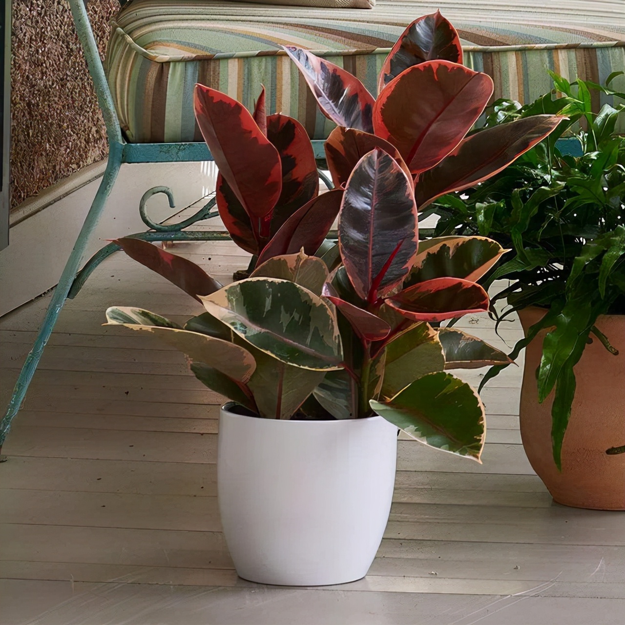 室內(nèi)適宜盆栽花卉_花卉適宜盆栽室內(nèi)還是室外_適合室內(nèi)盆栽花卉盆景