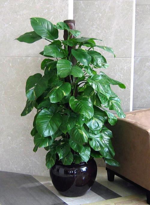 適合室內(nèi)盆栽花卉盆景_花卉適宜盆栽室內(nèi)還是室外_室內(nèi)適宜盆栽花卉