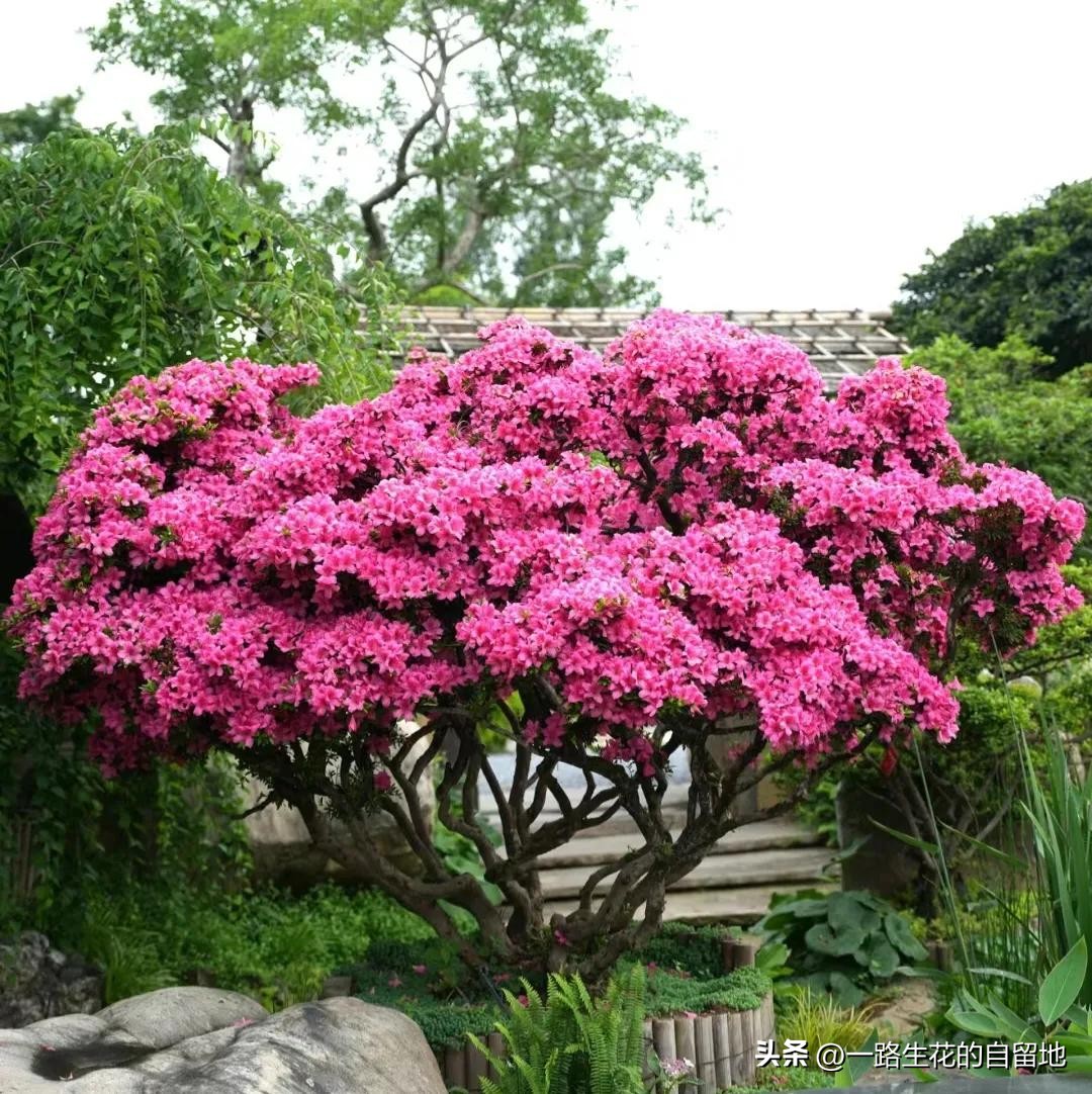 冬季養(yǎng)花施肥_冬季養(yǎng)花_冬季養(yǎng)花的注意事項(xiàng)