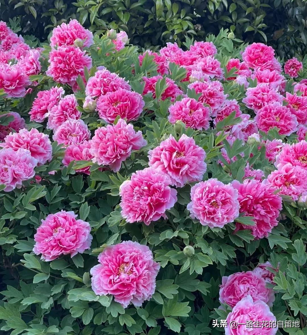 冬季養(yǎng)花的注意事項(xiàng)_冬季養(yǎng)花_冬季養(yǎng)花施肥