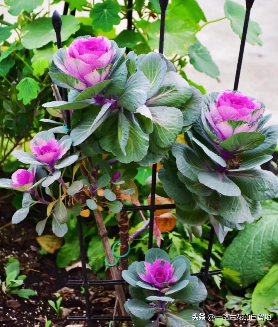 冬季養(yǎng)花的注意事項(xiàng)_冬季養(yǎng)花_冬季養(yǎng)花施肥