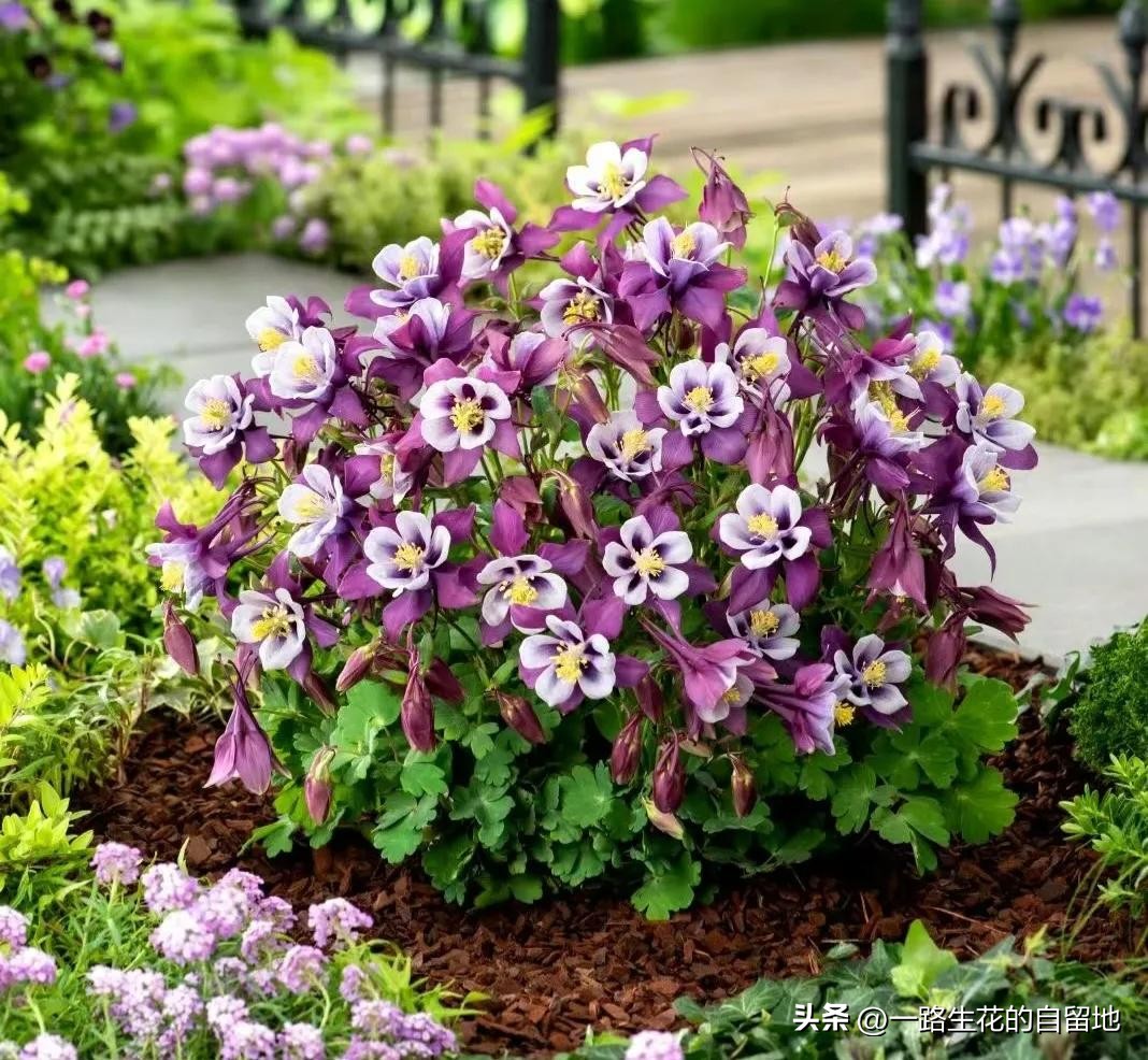 冬季養(yǎng)花施肥_冬季養(yǎng)花的注意事項(xiàng)_冬季養(yǎng)花