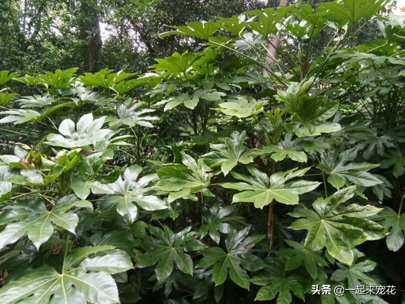 適合室內(nèi)養(yǎng)的大綠植有哪些_適合室內(nèi)養(yǎng)的大綠植_室內(nèi)養(yǎng)什么大綠植最好看又好養(yǎng)