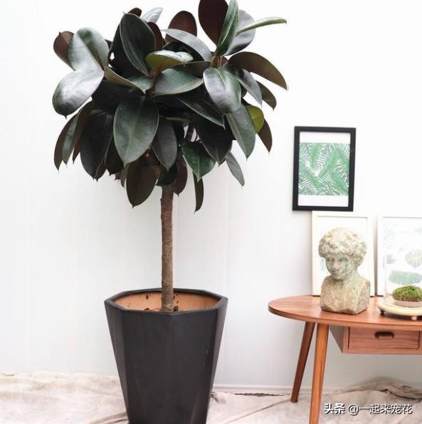 室內(nèi)養(yǎng)什么大綠植最好看又好養(yǎng)_適合室內(nèi)養(yǎng)的大綠植有哪些_適合室內(nèi)養(yǎng)的大綠植