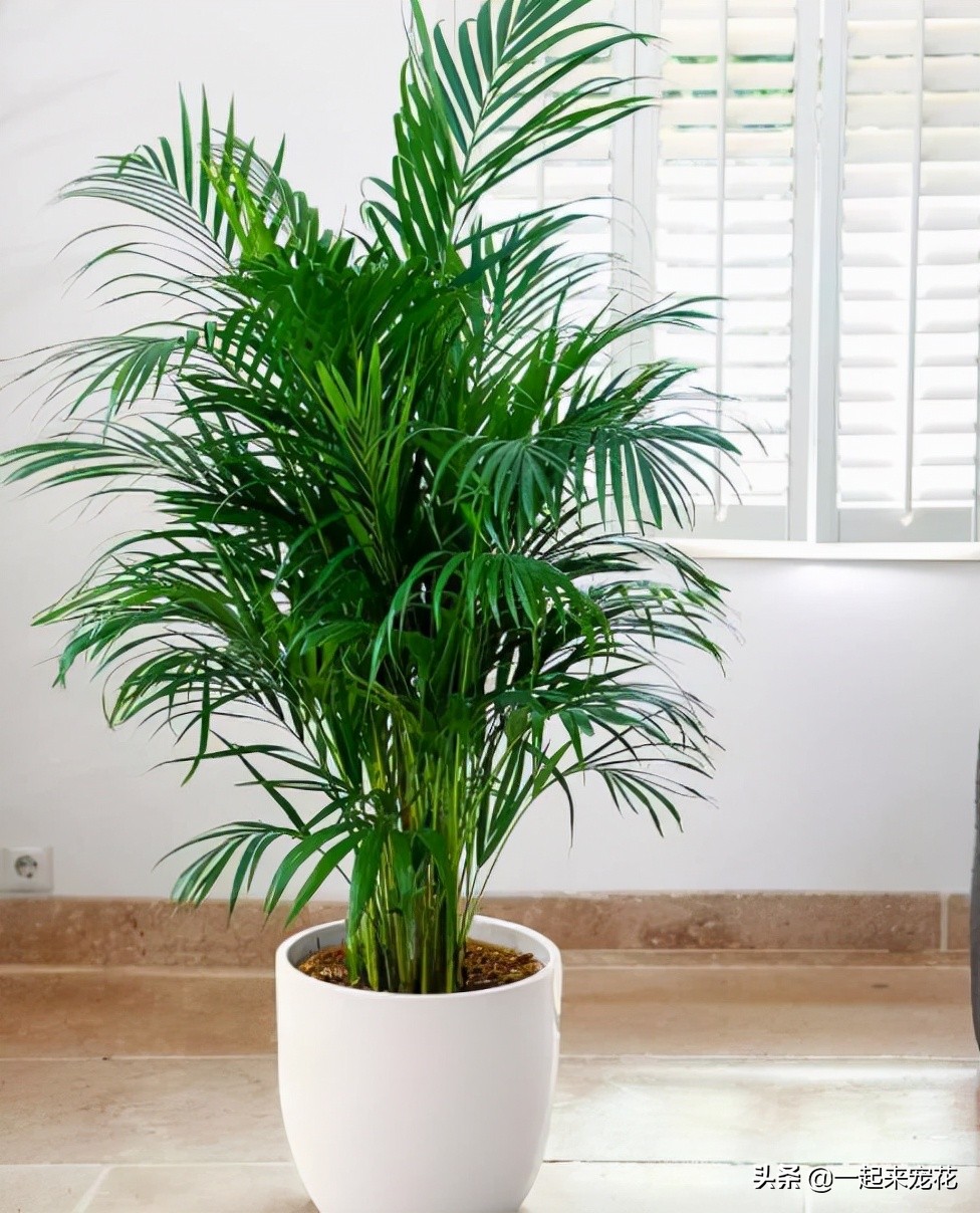 適合室內(nèi)養(yǎng)的大綠植_適合室內(nèi)養(yǎng)的大綠植有哪些_室內(nèi)養(yǎng)什么大綠植最好看又好養(yǎng)