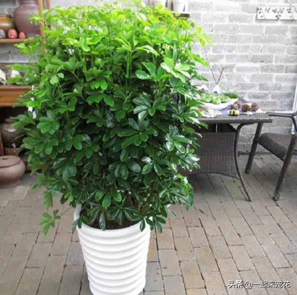 適合室內(nèi)養(yǎng)的大綠植_適合室內(nèi)養(yǎng)的大綠植有哪些_室內(nèi)養(yǎng)什么大綠植最好看又好養(yǎng)