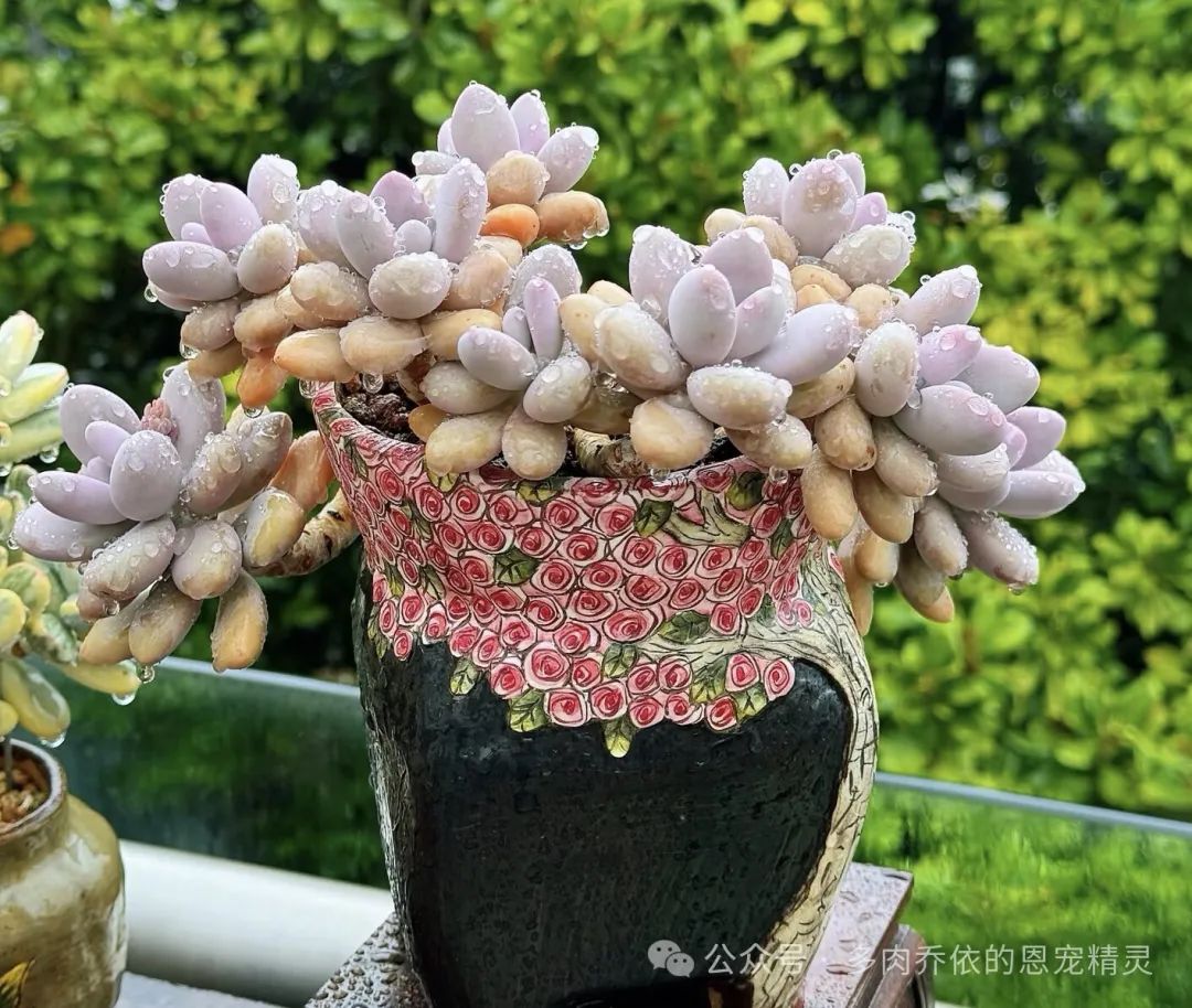 多肉的名字千奇百怪，看看這10款“娜娜家族”的多肉，你養(yǎng)了幾種？