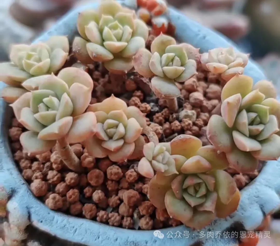 多肉植物保利安娜老樁圖片_保利安娜多肉好養(yǎng)嗎_多肉保利安娜好養(yǎng)嗎