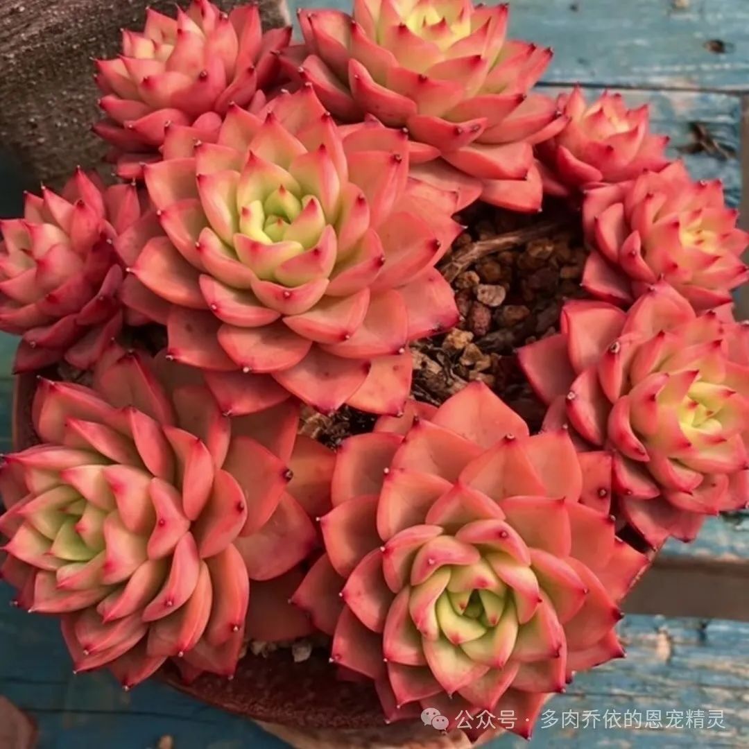 保利安娜多肉好養(yǎng)嗎_多肉保利安娜好養(yǎng)嗎_多肉植物保利安娜老樁圖片