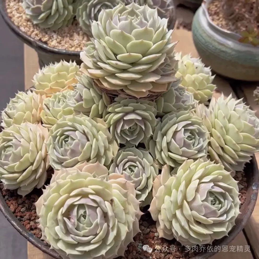 多肉保利安娜好養(yǎng)嗎_保利安娜多肉好養(yǎng)嗎_多肉植物保利安娜老樁圖片