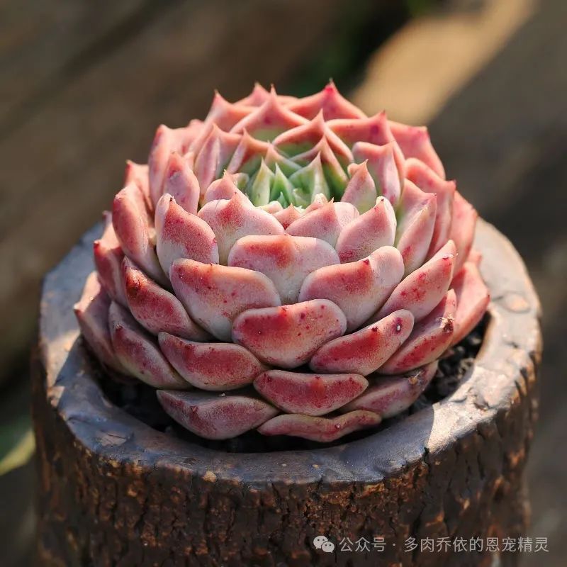 保利安娜多肉好養(yǎng)嗎_多肉植物保利安娜老樁圖片_多肉保利安娜好養(yǎng)嗎