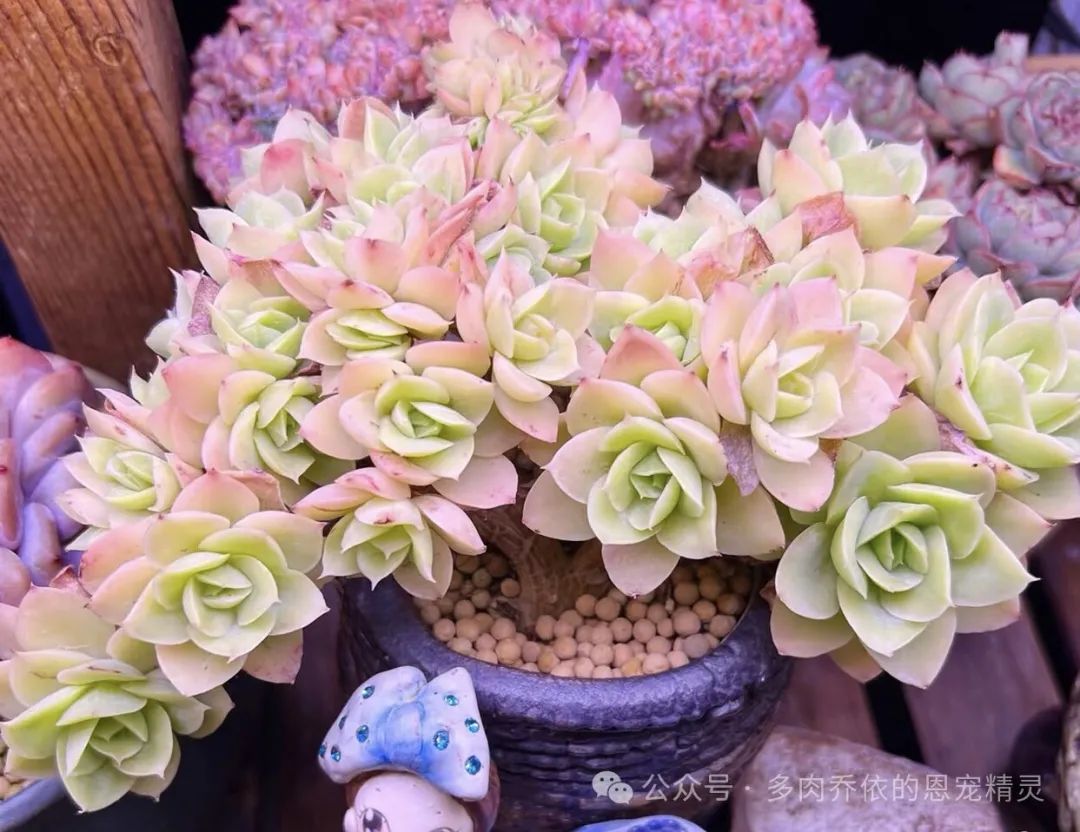 多肉植物保利安娜老樁圖片_多肉保利安娜好養(yǎng)嗎_保利安娜多肉好養(yǎng)嗎