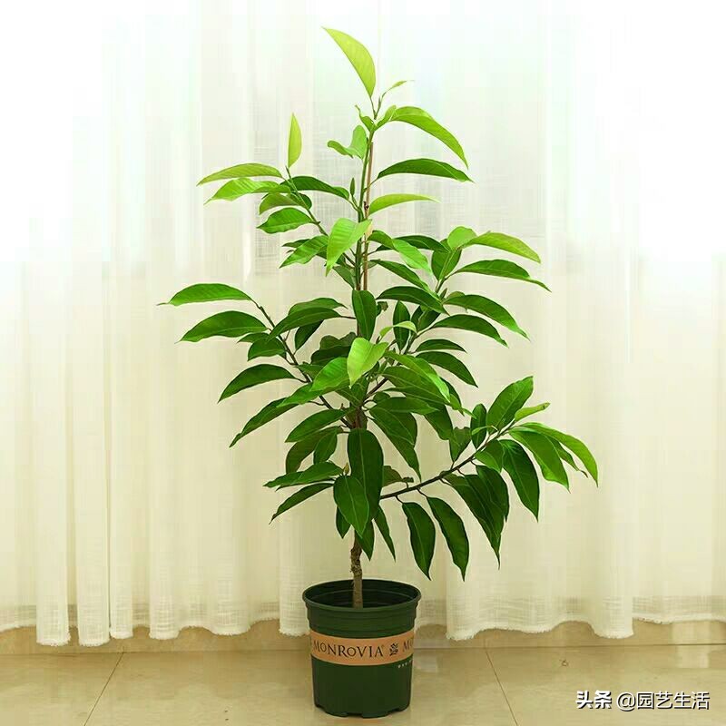 別再傻傻地分不清白玉蘭和白蘭了，白蘭適合家庭養(yǎng)護，你值得擁有