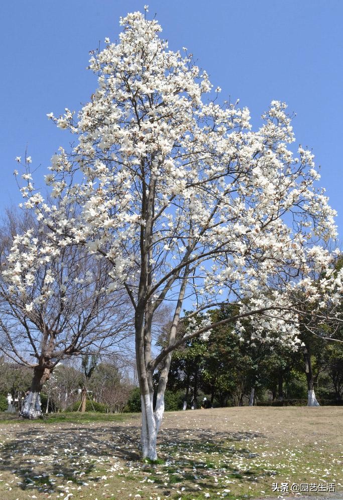 盆栽玉蘭室內(nèi)養(yǎng)花好不好_玉蘭花室內(nèi)盆栽好養(yǎng)嗎_盆栽玉蘭室內(nèi)養(yǎng)花好嗎