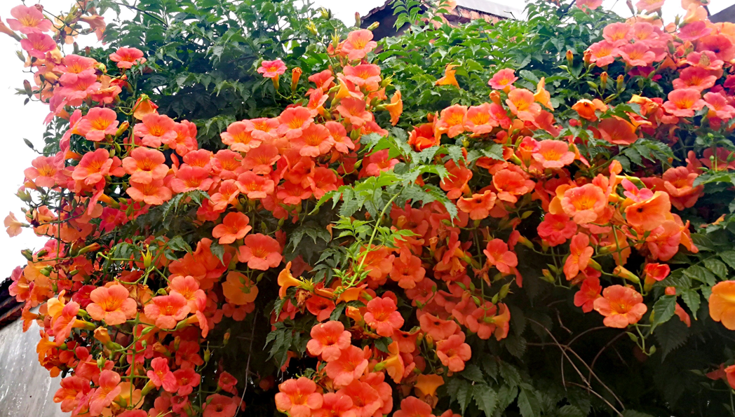 冬天怕冷的花卉_凍天養(yǎng)什么花_什么花適合冬天養(yǎng)不怕凍