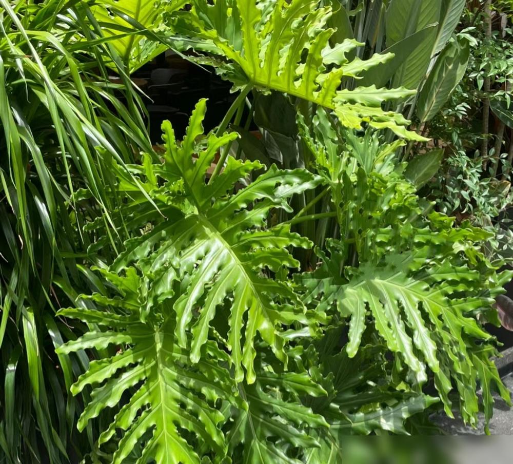 便宜又好養(yǎng)的綠植_便宜養(yǎng)綠植好不好_便宜養(yǎng)綠植好養(yǎng)的植物